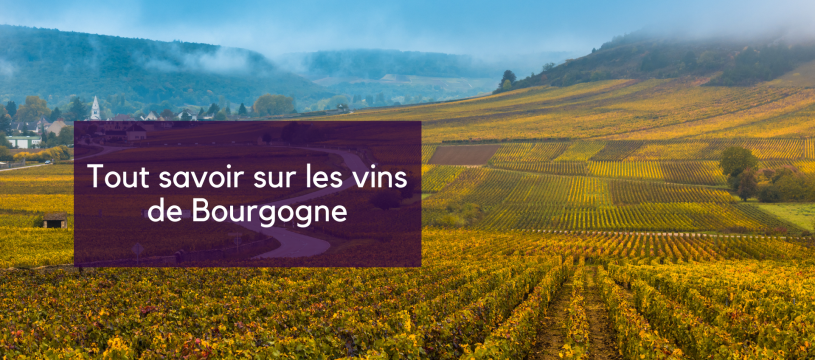 Tout savoir sur les vins de Bourgogne